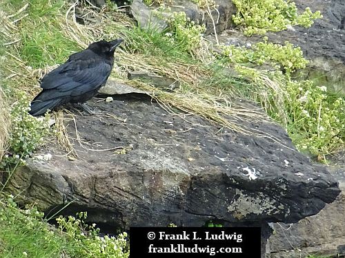 Ravens in Mullaghmore